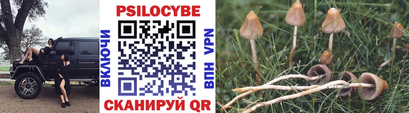 купить  сайты  Жердевка  Галлюциногенные грибы Psilocybe 